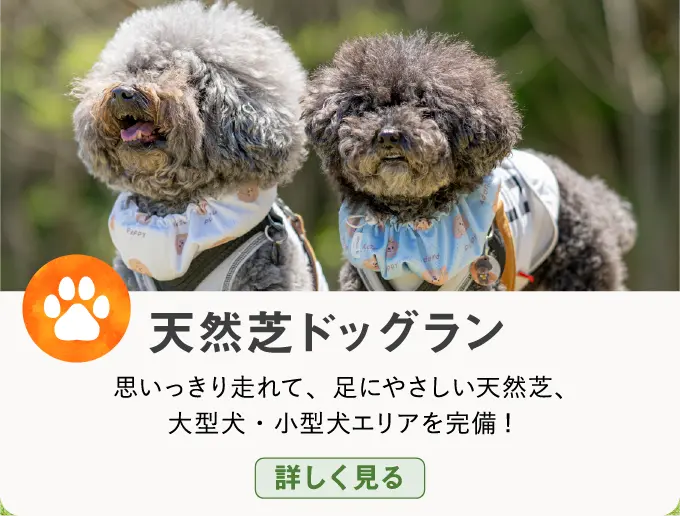 天然芝ドッグラン 思いっきり走れて、足にやさしい天然芝、大型犬・小型犬エリアを完備! 